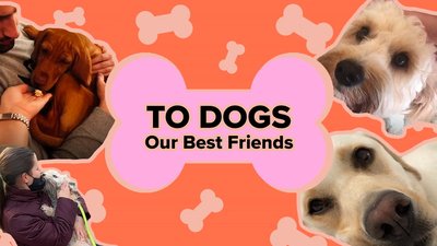 To Dogs. Our Best Friends