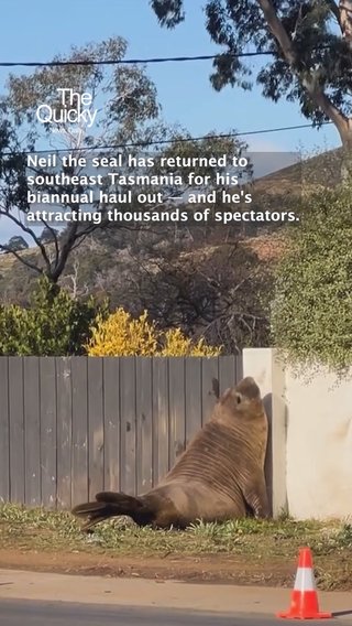Authorities issue warning for Neal the Seal | The Quicky